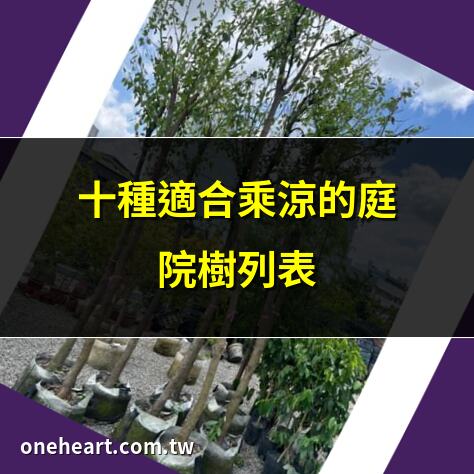 適合乘涼的樹
