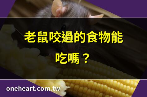 老鼠咬食物